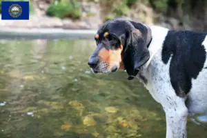Read more about the article Bluetick Coonhound Breeders and Puppies in New Hampshire