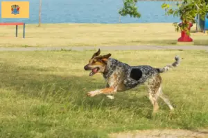 Read more about the article Bluetick Coonhound breeders and puppies in New Jersey