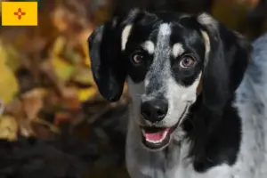 Read more about the article Bluetick Coonhound breeders and puppies in New Mexico