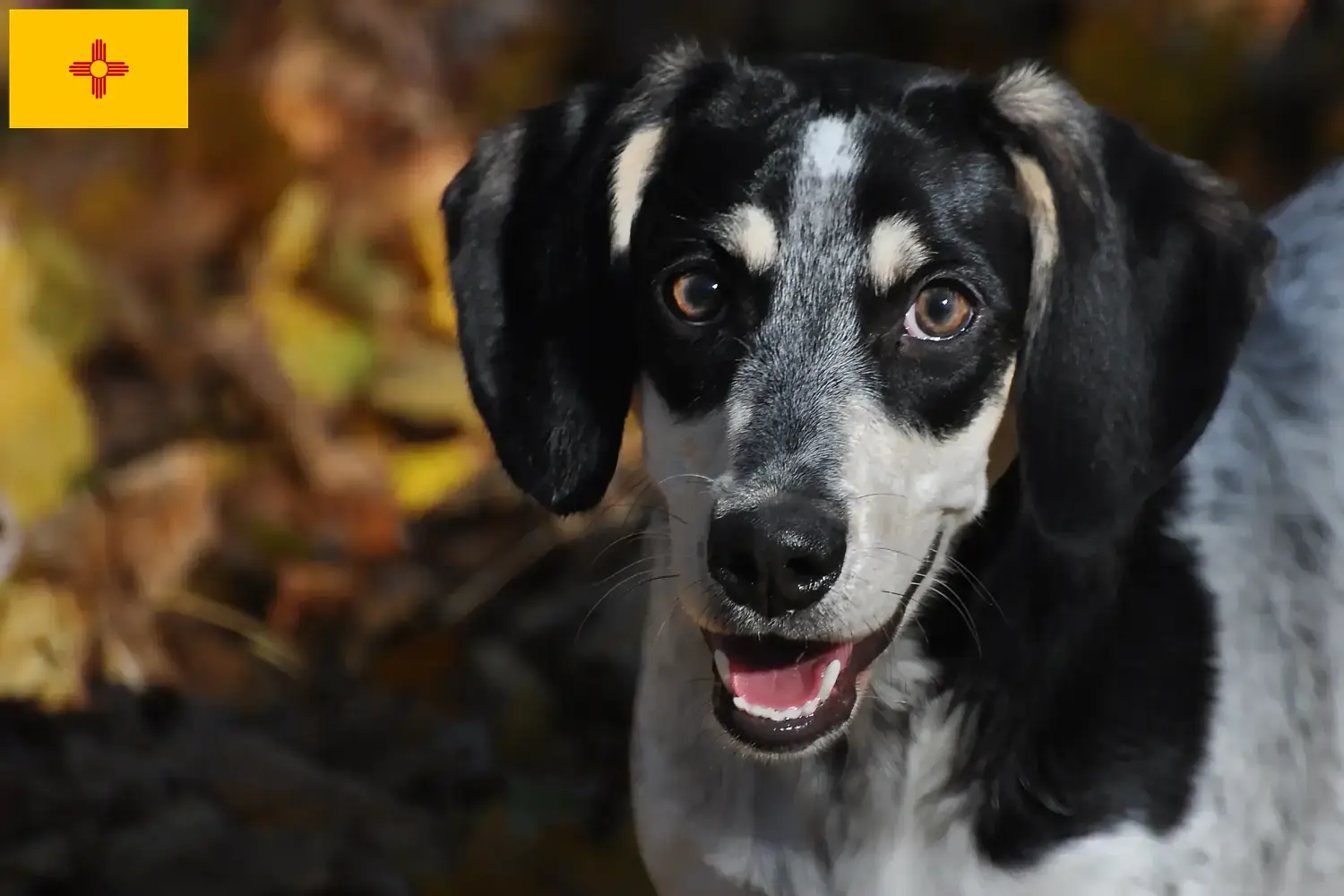 Bluetick Coonhound puppies and breeders New Mexico Find Bluetick Coonhounds breeders in New Mexico.