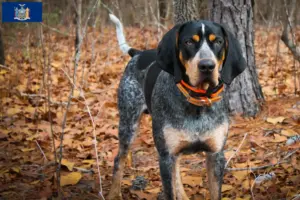 Read more about the article Bluetick Coonhound breeders and puppies in New York