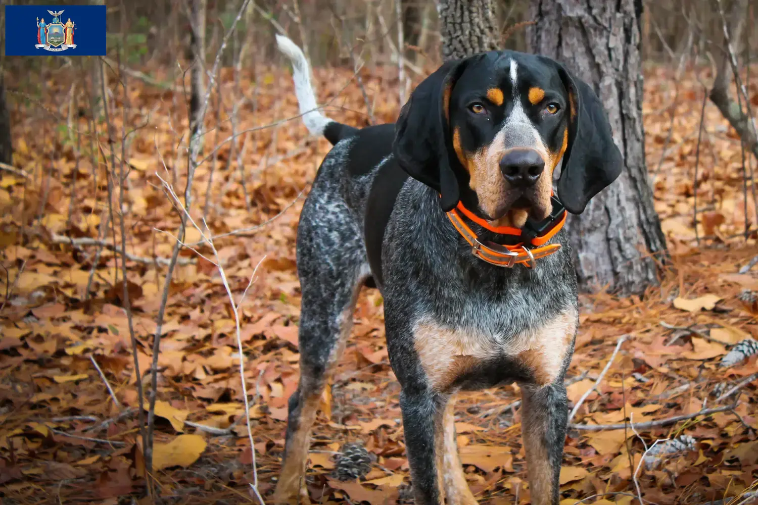 Bluetick Coonhound puppies and breeders New York Find Bluetick Coonhounds breeders in New York here.