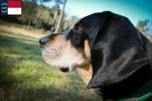 Read more about the article Bluetick Coonhound breeders and puppies in North Carolina