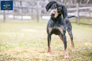 Read more about the article Bluetick Coonhound breeders and puppies in North Dakota
