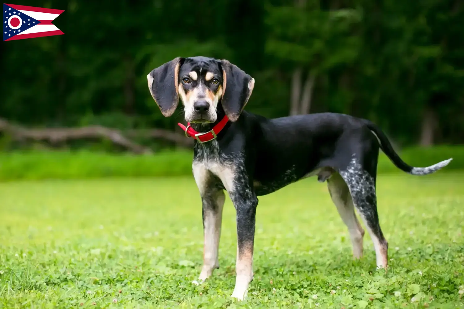Bluetick Coonhound puppies and breeders Ohio Find Bluetick Coonhounds breeders in Ohio.