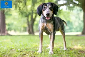 Read more about the article Bluetick Coonhound breeders and puppies in Oklahoma