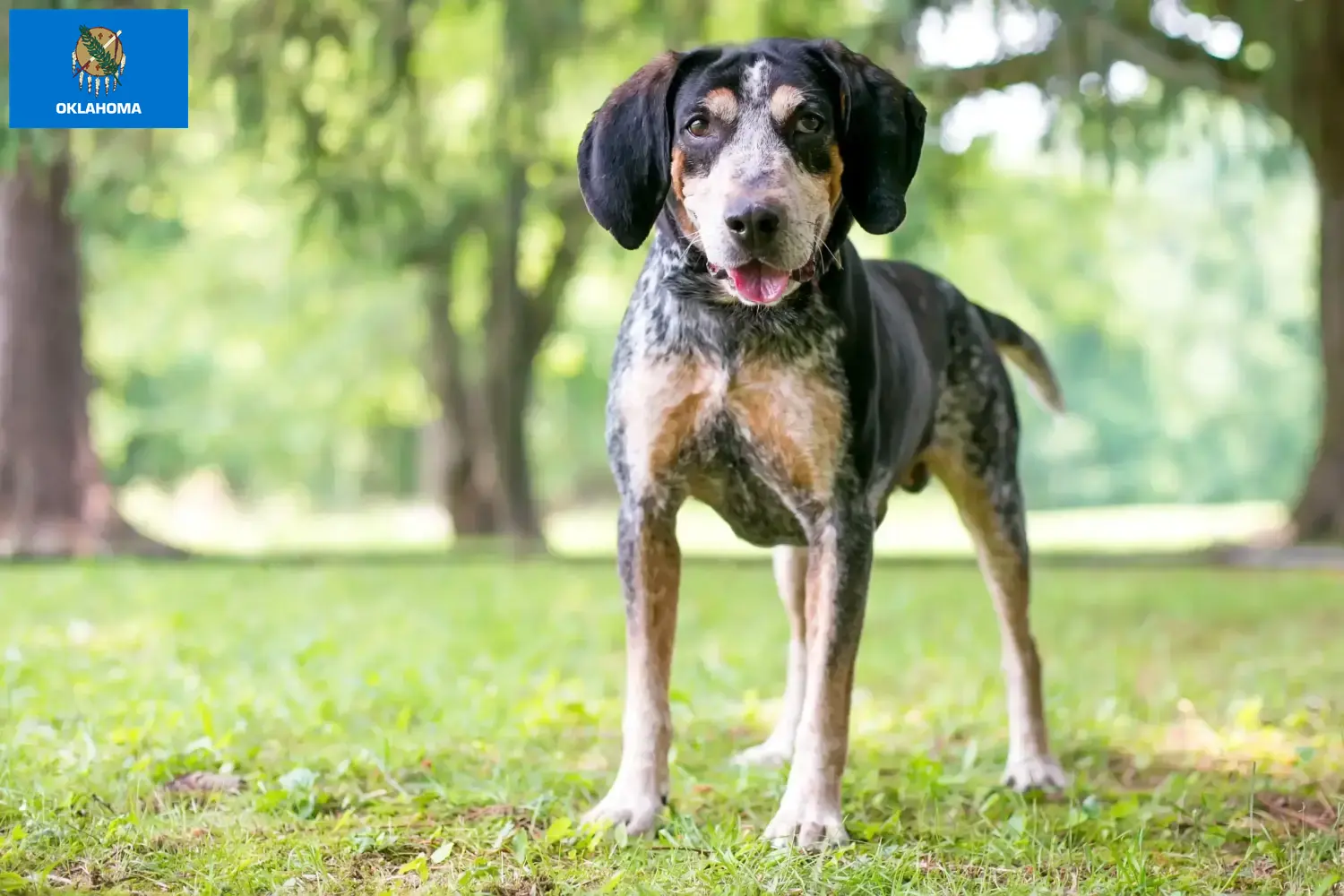 Bluetick Coonhound puppies and breeders Oklahoma Find Bluetick Coonhounds breeders in Oklahoma.