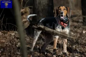 Read more about the article Bluetick Coonhound breeders and puppies in Oregon