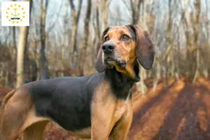 Read more about the article Bluetick Coonhound Breeders and Puppies in Rhode Island