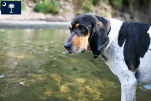 Read more about the article Bluetick Coonhound breeders and puppies in South Carolina