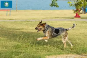 Read more about the article Bluetick Coonhound breeders and puppies in South Dakota