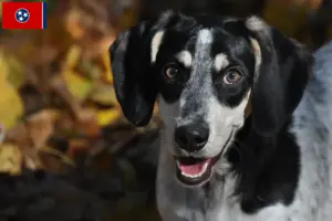 Read more about the article Bluetick Coonhound breeders and puppies in Tennessee