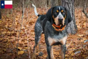 Read more about the article Bluetick Coonhound breeders and puppies in Texas