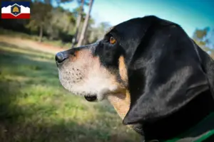 Read more about the article Bluetick Coonhound breeders and puppies in Utah
