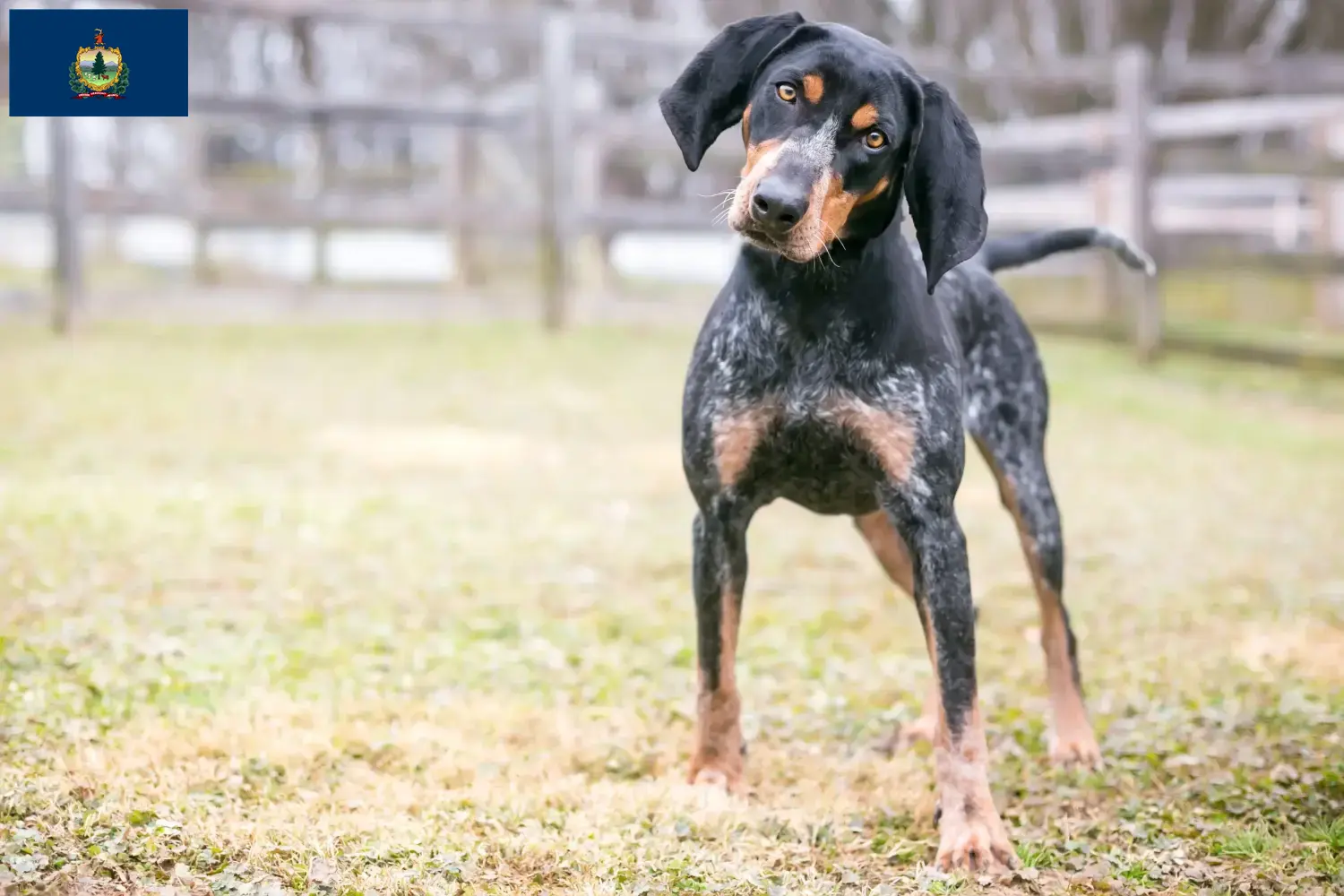 Bluetick Coonhound puppies and breeders Vermont Find Bluetick Coonhounds breeders in Vermont.