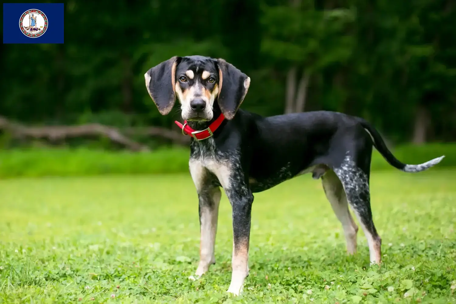 Bluetick Coonhound puppies and breeder Virginia Find Bluetick Coonhounds breeders in Virginia.