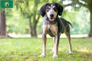 Read more about the article Bluetick Coonhound breeders and puppies in Washington