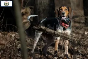 Read more about the article Bluetick Coonhound breeders and puppies in West Virginia