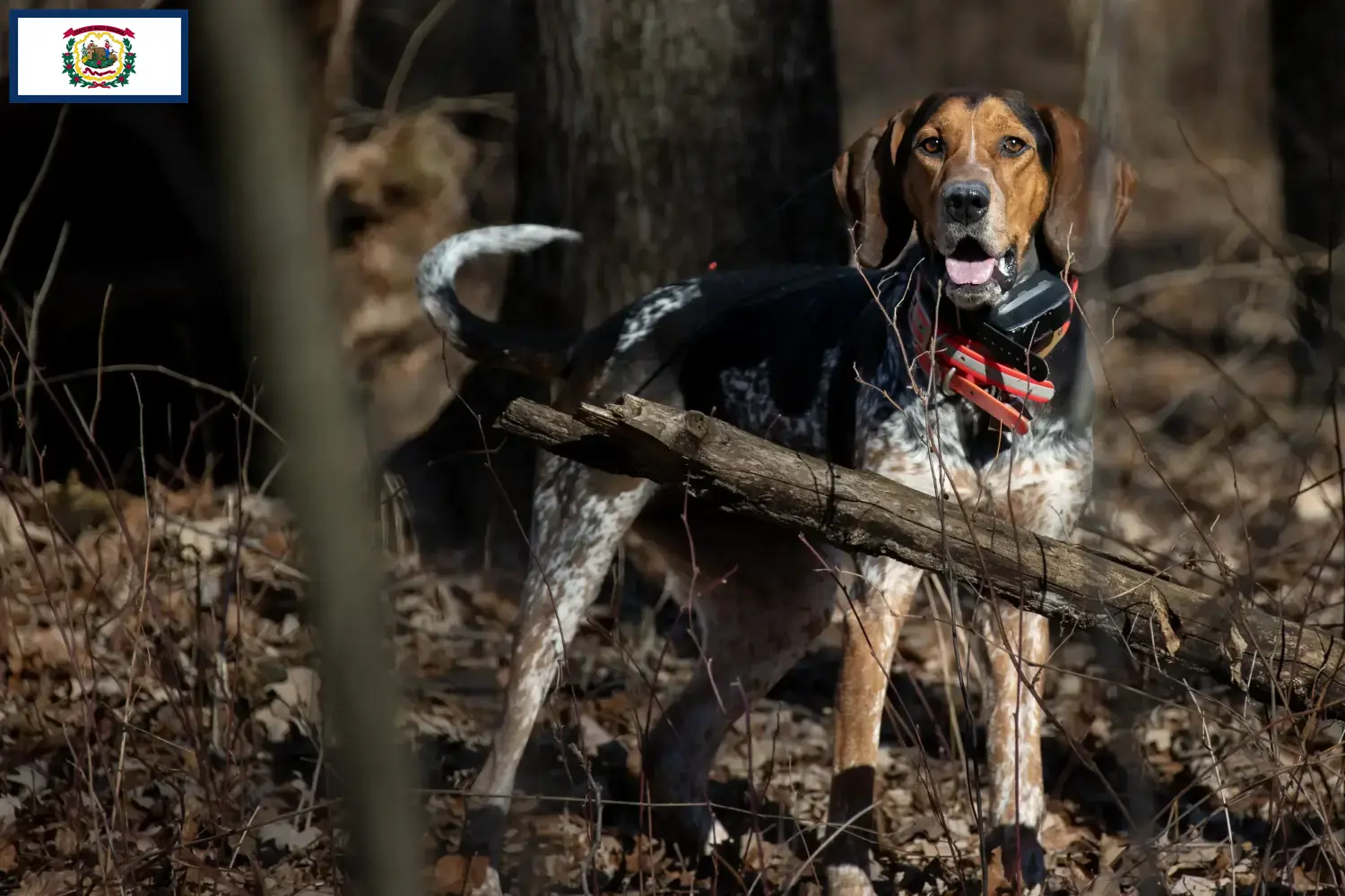 Read more about the article Bluetick Coonhound breeders and puppies in West Virginia