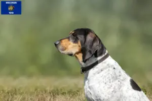 Read more about the article Bluetick Coonhound breeders and puppies in Wisconsin