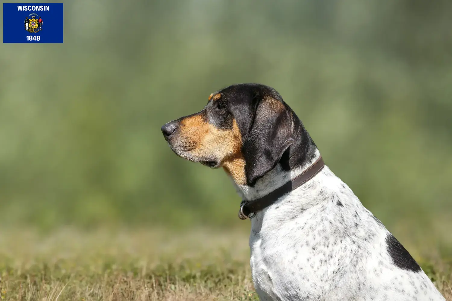 Bluetick Coonhound puppies and breeders Wisconsin Find Bluetick Coonhounds breeders in Wisconsin.