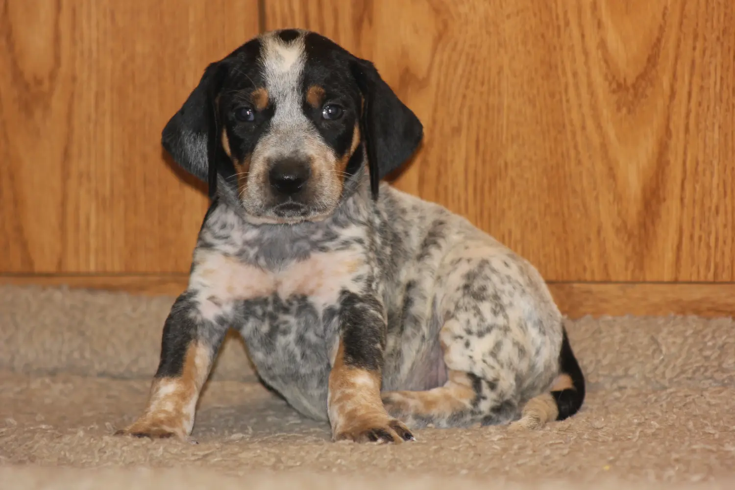 Buying a Bluetick Coonhound puppy means taking responsibility! Buy Bluetick Coonhound puppies.