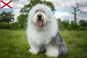 Read more about the article Bobtail breeders and puppies in Alabama