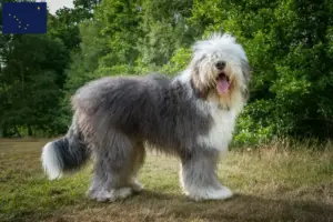 Read more about the article Bobtail breeders and puppies in Alaska