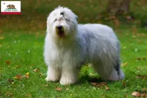 Read more about the article Bobtail breeders and puppies in California