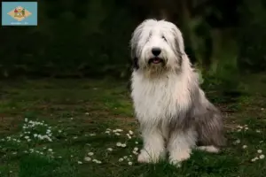 Read more about the article Bobtail breeders and puppies in Delaware