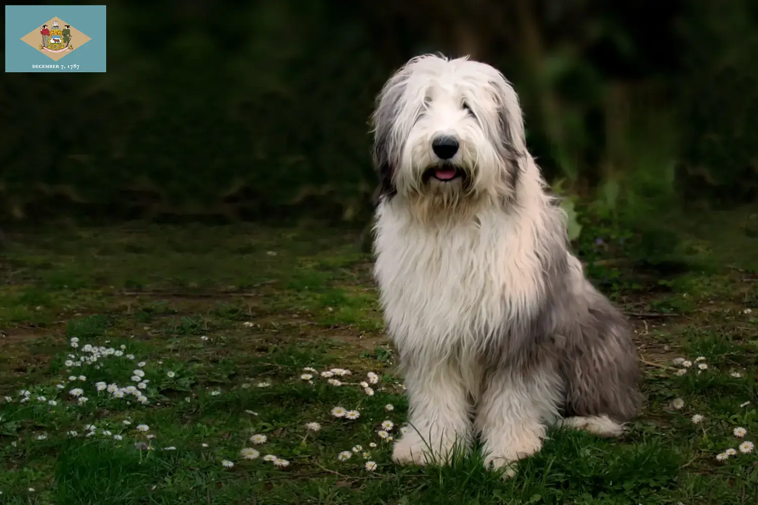Bobtail puppies and breeder Delaware Find Bobtails breeders in Delaware.