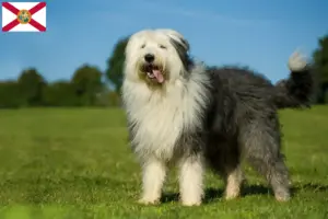 Read more about the article Bobtail breeders and puppies in Florida