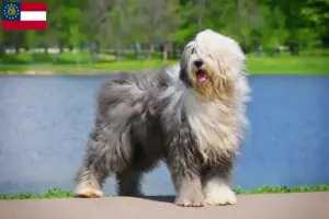 Read more about the article Bobtail breeders and puppies in Georgia