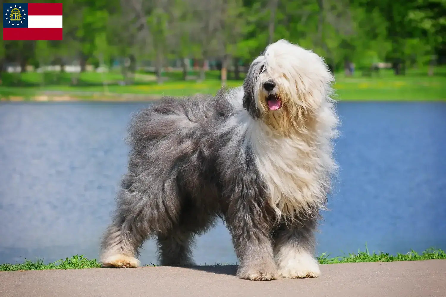 Bobtail puppies and breeders Georgia Find Bobtails breeders in Georgia.