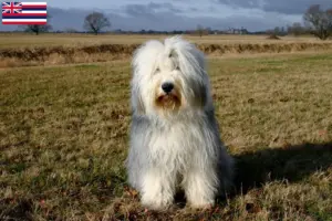 Read more about the article Bobtail breeders and puppies in Hawaii