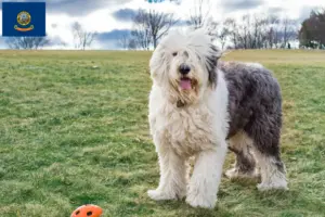 Read more about the article Bobtail breeders and puppies in Idaho