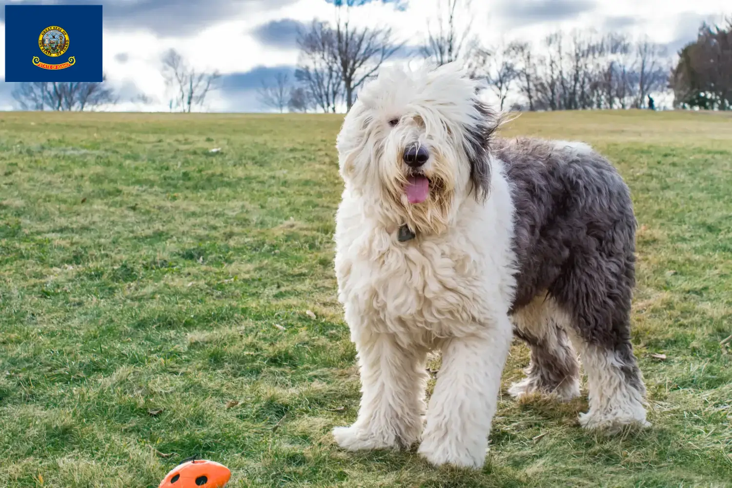 Bobtail puppies and breeders Idaho Find Bobtails breeders in Idaho.