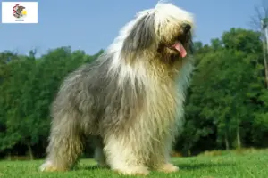 Read more about the article Bobtail breeders and puppies in Illinois