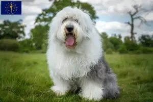 Read more about the article Bobtail breeders and puppies in Indiana