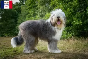 Read more about the article Bobtail breeders and puppies in Iowa