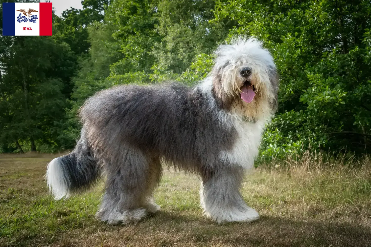 Bobtail puppies and breeders Iowa Find Bobtails breeders in Iowa.