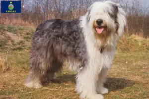 Read more about the article Bobtail breeders and puppies in Kansas