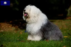 Read more about the article Bobtail breeders and puppies in Kentucky