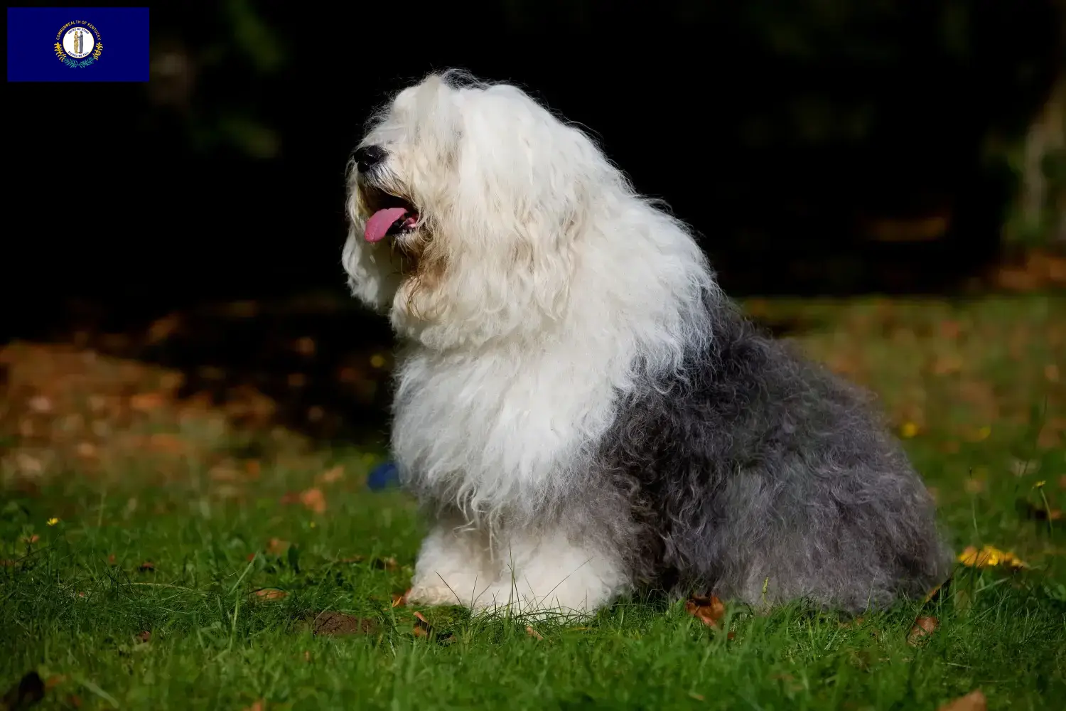 Bobtail puppies and breeders Kentucky Find Bobtails breeders in Kentucky.