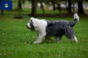 Read more about the article Bobtail breeders and puppies in Maine