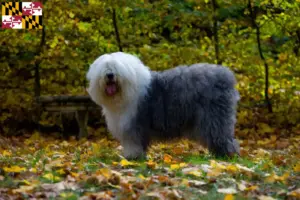 Read more about the article Bobtail breeders and puppies in Maryland