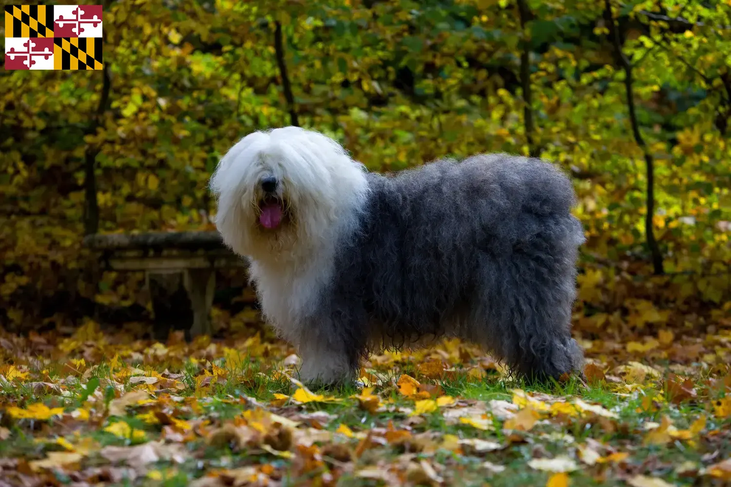 Bobtail puppies and breeder Maryland Find Bobtails breeders in Maryland.
