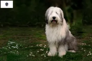 Read more about the article Bobtail breeders and puppies in Massachusetts