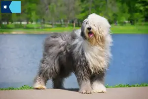 Read more about the article Bobtail breeders and puppies in Minnesota