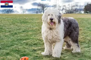Read more about the article Bobtail breeders and puppies in Missouri